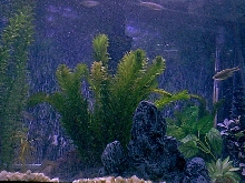 My Planted Aquarium