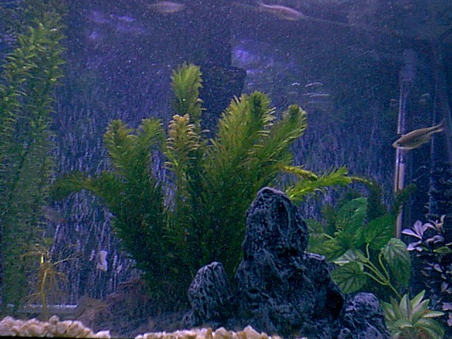 My Planted Aquarium