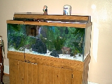 75 Gallon Tank