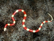 Albino Nelson