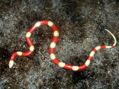 Albino Nelson