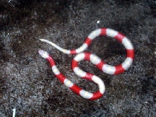 Albino Nelson