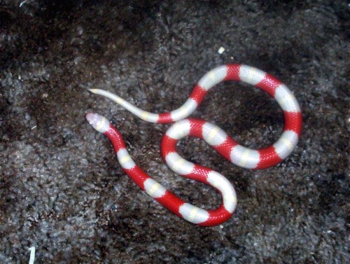 Albino Nelson