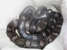 Black Rat snake