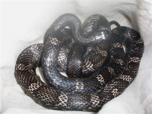 Black Rat snake
