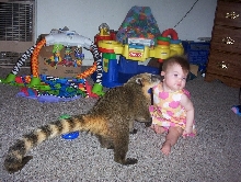 Coatimundi Kisses
