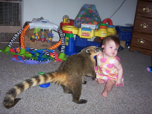 Coatimundi Kisses