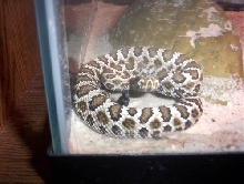 GB rattler baby