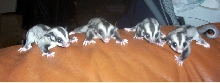 Baby Gliders Familly Photo