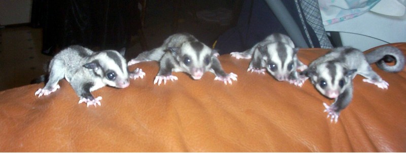 Baby Gliders Familly Photo