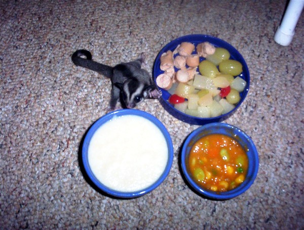 Sugar Glider baby and Glider diet