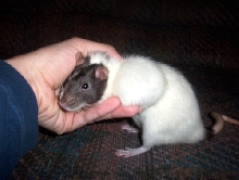 Goofers Tumor2