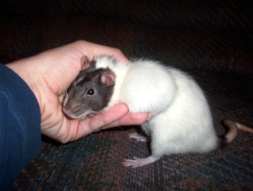 Goofers Tumor2