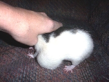 Goofers Tumor3