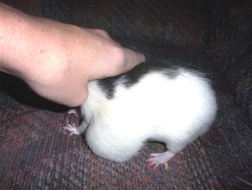 Goofers Tumor3