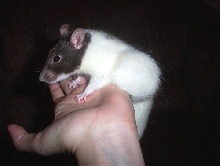 Goofers Tumor