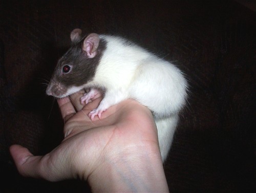 Goofers Tumor