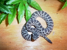 Great Basin Rattlesnake newborn