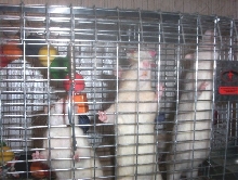 rats