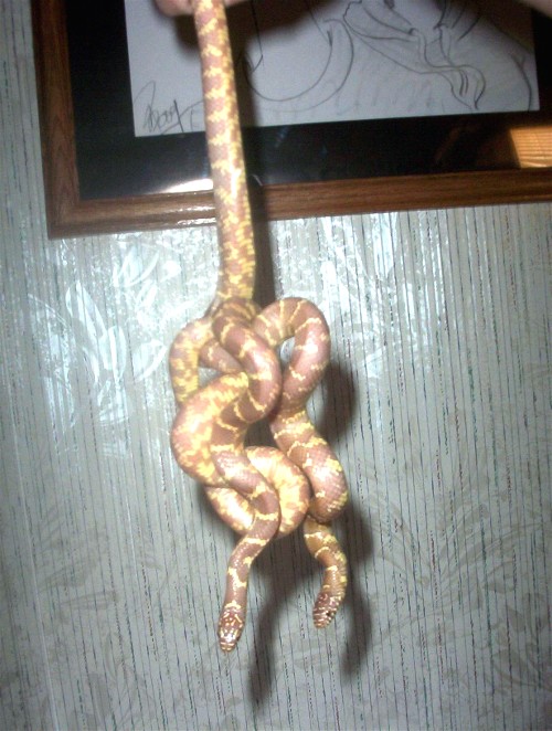 celtic Love knot