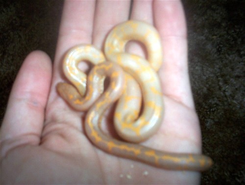 Albino Kenyan Sand Boas