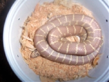 Lavender Albino Brooks