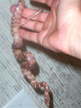 Lavender Albino Brooksi