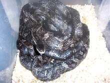 Mating ball