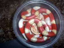 Albino Nelsons