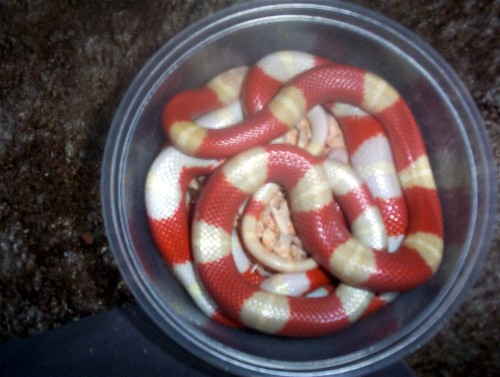 Albino Nelsons