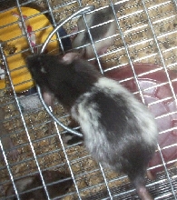 Rat