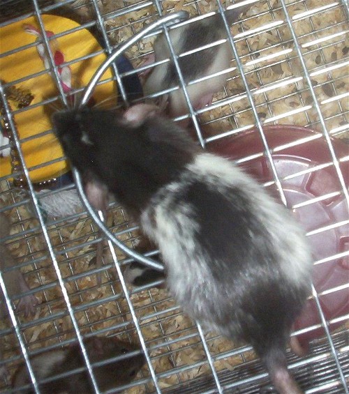 Rat