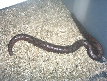 Russian Sand Boa