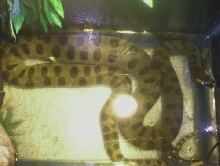 Anaconda