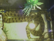 Anaconda