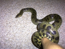Green Anaconda