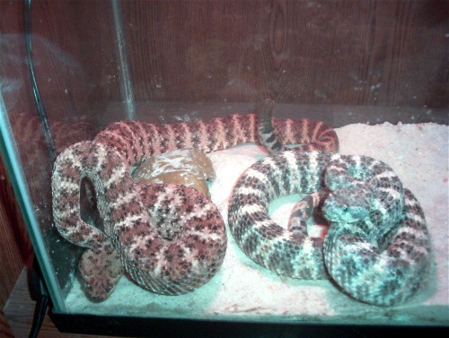 Speckled