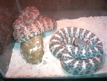 Speckleds 3
