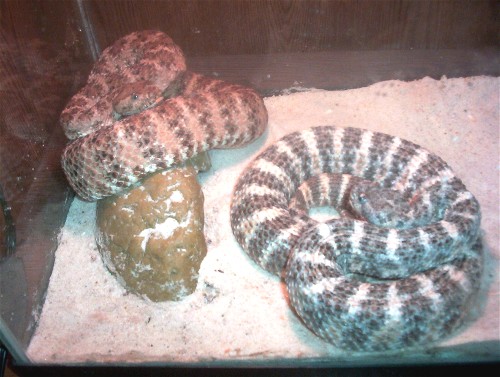 Speckleds 3