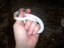 Leucistic Texas Rat