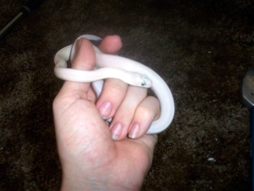 Leucistic Texas Rat