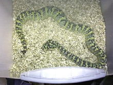 Waglers Viper