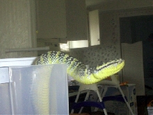 Waglers Viper