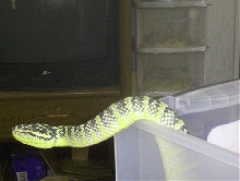 Waglers Viper