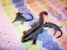 Babies!
