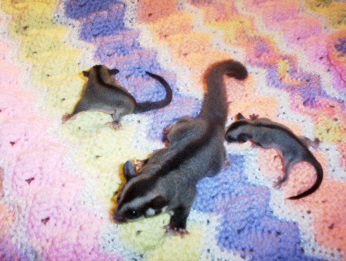 Babies!