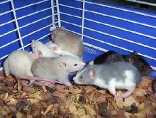 baby rats