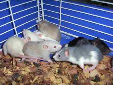 baby rats