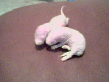 1 week old