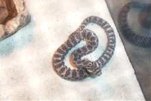 Great Basin newborn bad shed